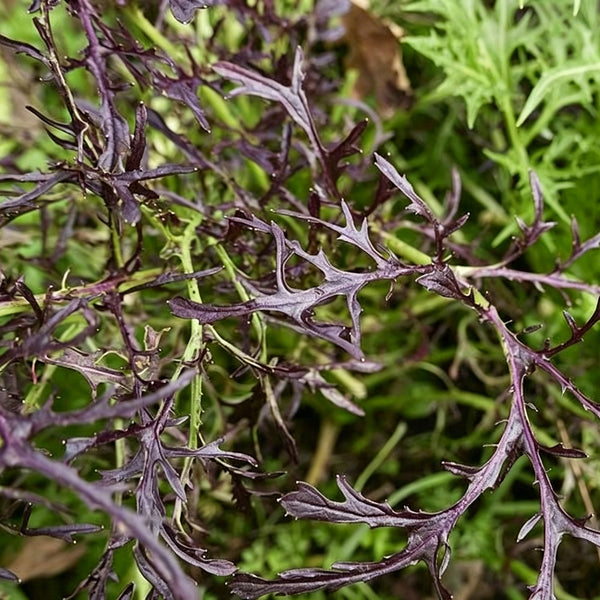Fine-Leaf Purple Mustard Seeds, 10g