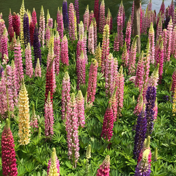 Mixed Color Lupine, 1g