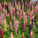 Mixed Color Lupine, 1g