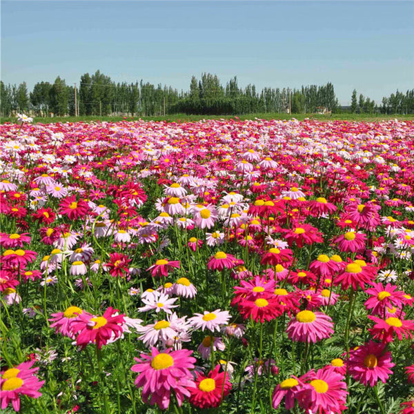 Pyrethrum, 200 Seeds
