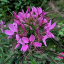 Purple Spider Flower Seeds, 200 Seeds