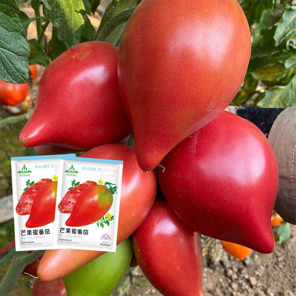 'Mango Honey' Red Banana Tomato Seeds