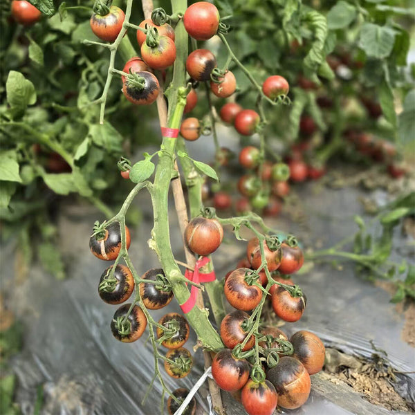 859 Chocolate Gift Tomato, 5 Seeds