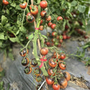 859 Chocolate Gift Tomato, 5 Seeds
