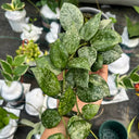 Hoya 'Sweet', 3 Cuttings