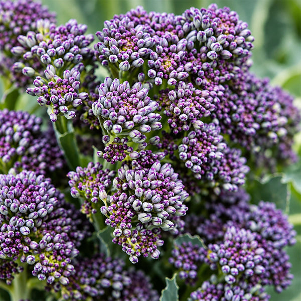 U2421 Early Purple Sprouting Broccoli, 10 Seeds
