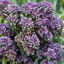 U2421 Early Purple Sprouting Broccoli, 10 Seeds