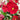 Super Bingo Series Red Pansy Seeds, 100 Seeds