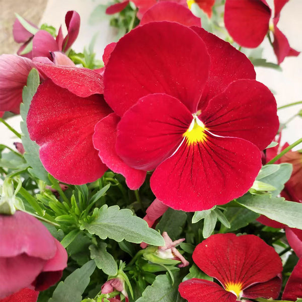 Super Bingo Series Red Pansy Seeds, 100 Seeds