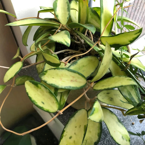 Hoya parasitica 'Variegated In', 3 Cuttings