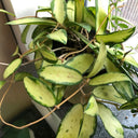 Hoya parasitica 'Variegated In', 3 Cuttings
