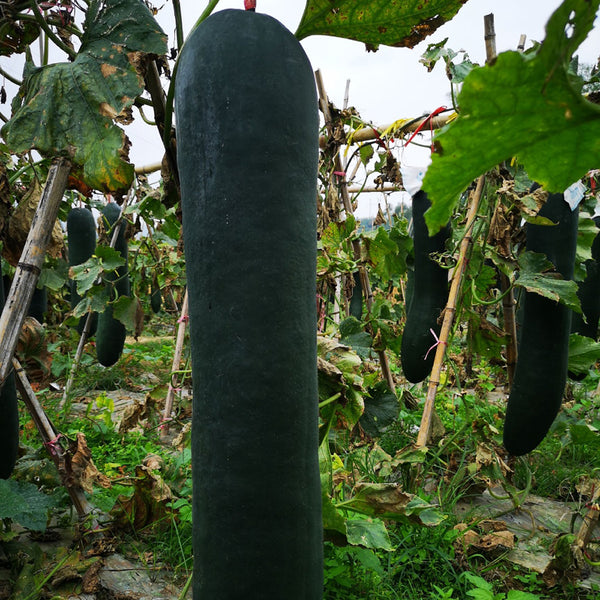 Iron-Heart Black Missile Winter Melon, 50 Seeds