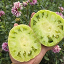 1057 Cherokee Purple x Marian's World Tomato, 5 Seeds