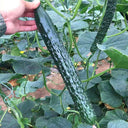 'Holland 35' Cold-Tolerant Cucumber Seeds, 20g
