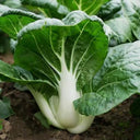 Dwarf Black-leaf Pak Choi Seeds, 20g