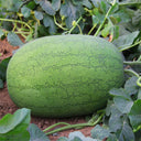 'Green Emperor' Watermelon Seeds