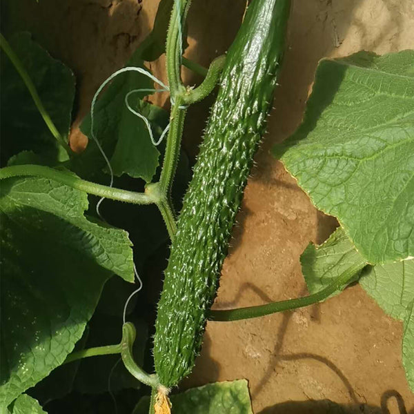 'New No. 4' Gynoecious Cucumber, 200 Seeds