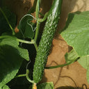 'New No. 4' Gynoecious Cucumber, 200 Seeds