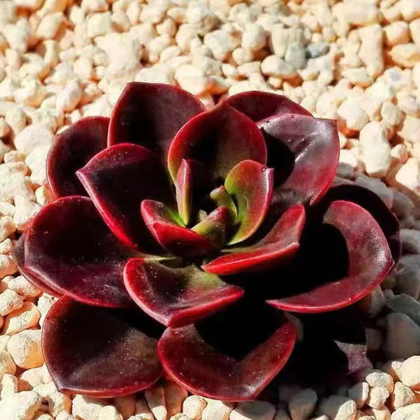 Echeveria 'Chocolate', 3pcs x 1-head