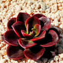 Echeveria 'Chocolate', 3pcs x 1-head