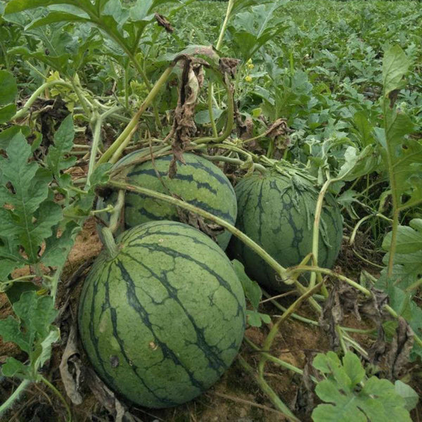 'Huang Xiaoyu' Watermelon Seeds, 10g