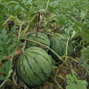 'Huang Xiaoyu' Watermelon Seeds, 10g