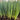 Four-Season Scallion Seeds, 10g