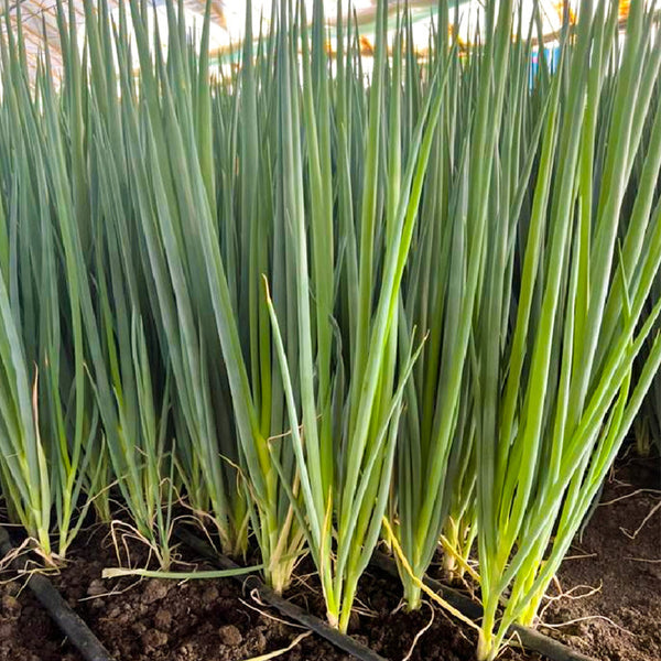 Four-Season Scallion Seeds, 10g
