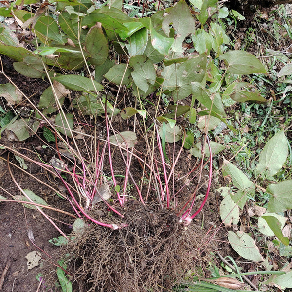 Epimedium Seedlings, 2 Roots