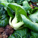 Dwarf Black-leaf Pak Choi Seeds, 20g