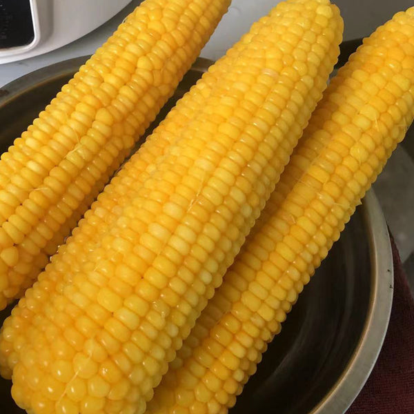 'Minuo 1157' F1 Yellow Waxy Corn Seeds, 100 Grams ≈ 500 Seeds