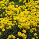Mountain Alyssum, 500 Seeds