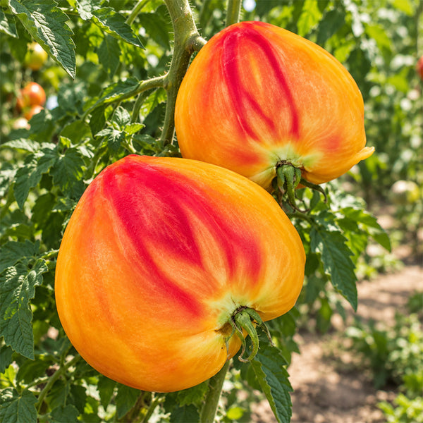 388 Canadian Yellow Strawberry Tomato, 5 Seeds
