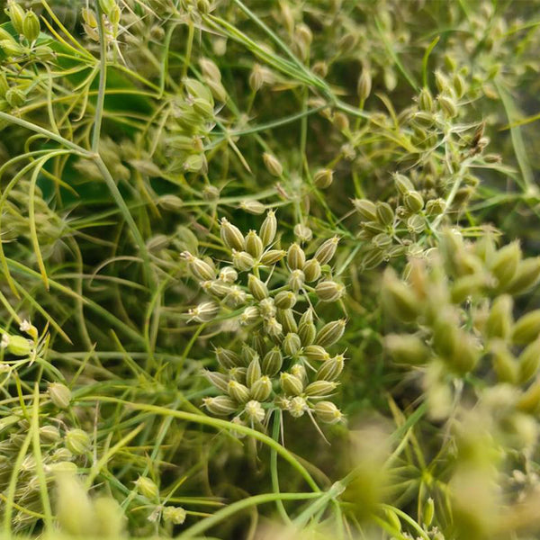 Cumin Seeds, 5 Grams ≈ 2000 ~ 2500 Seeds