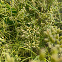 Cumin Seeds, 5 Grams ≈ 2000 ~ 2500 Seeds