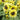 Duotou Nuanyang Sunflower, 50 Seeds