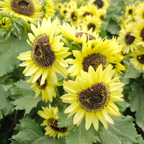 Duotou Nuanyang Sunflower, 50 Seeds