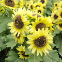 Duotou Nuanyang Sunflower, 50 Seeds