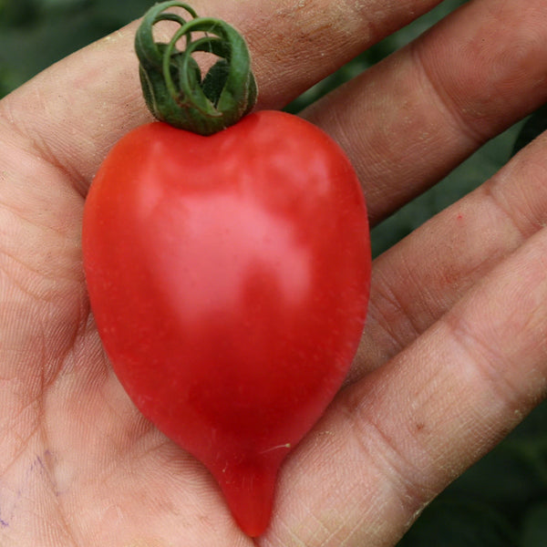 'Jingfan Fenxing No.2' Tomato, 10 Seeds