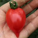 'Jingfan Fenxing No.2' Tomato, 10 Seeds