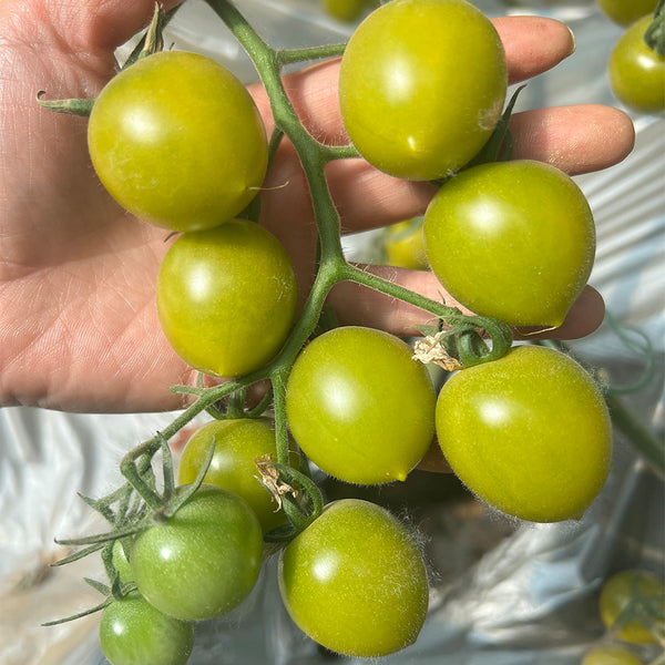 Dream Green Sweet No.2 Cherry Tomato, 5 Seeds