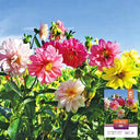 Dwarf Dahlia, 1g
