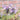 Lacy Phacelia, 200 Seeds