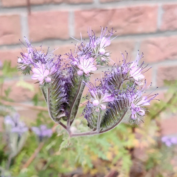 Lacy Phacelia, 200 Seeds