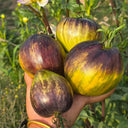 Fiery Green Comet F6 Tomato, 5 Seeds