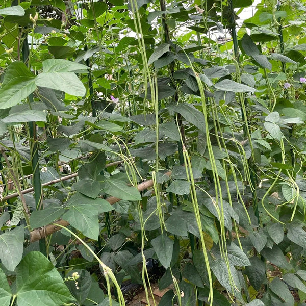 Heimei No. 1 Cowpea, 2 x (10 grams ≈ 70~80 seeds)