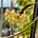 Hoya merrillii, 2 Cuttings