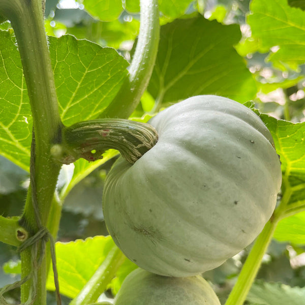 Silver Baby Chestnut Pumpkin, 6 Seeds