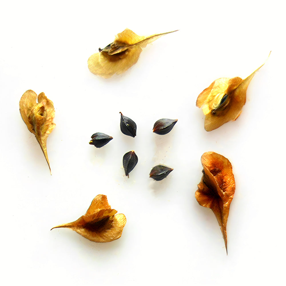 Reynoutria Multiflora Seeds