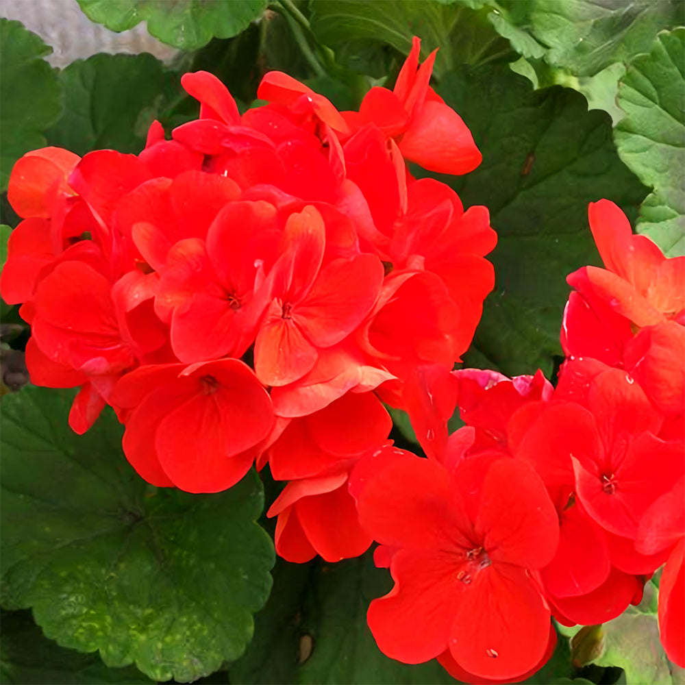 Red Geranium Seeds - Landscaper Red  F1